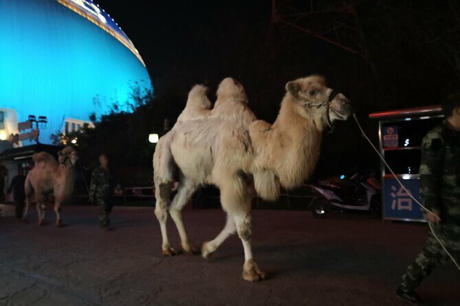 Silk Road Theme Show Legend of Camel Bell Ticket with Transfer - Final Thoughts