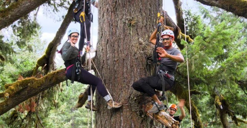 Silver Falls: Old-Growth Tree Climbing Adventure - Necessary Equipment and Gear