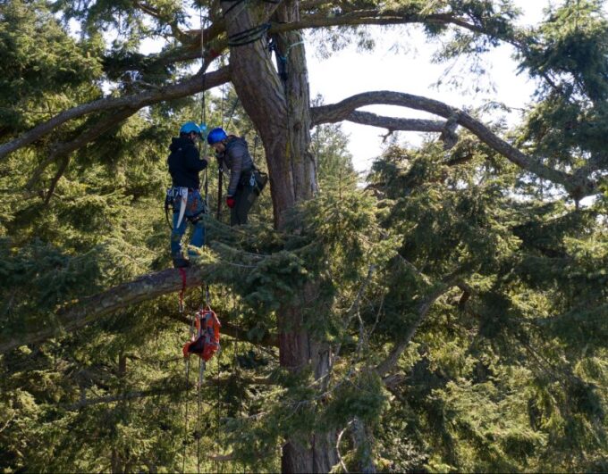 Silver Falls: Old-Growth Tree Climbing Adventure - Activity Duration and Pricing