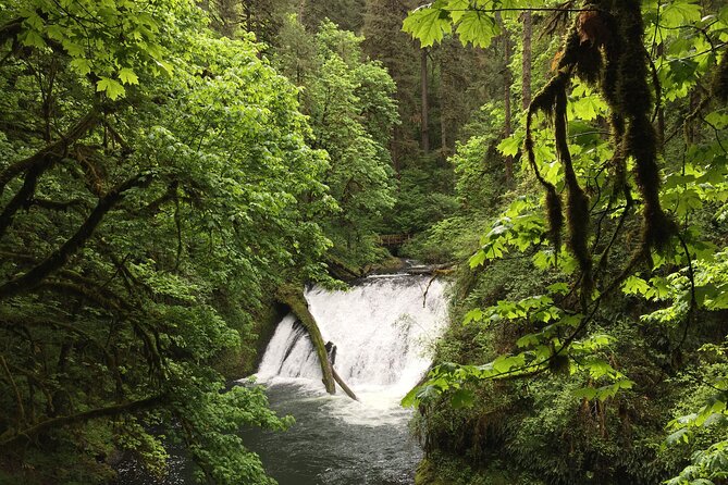 Silver Falls Waterfall Hiking Tour From Portland - Highlights of the Hike