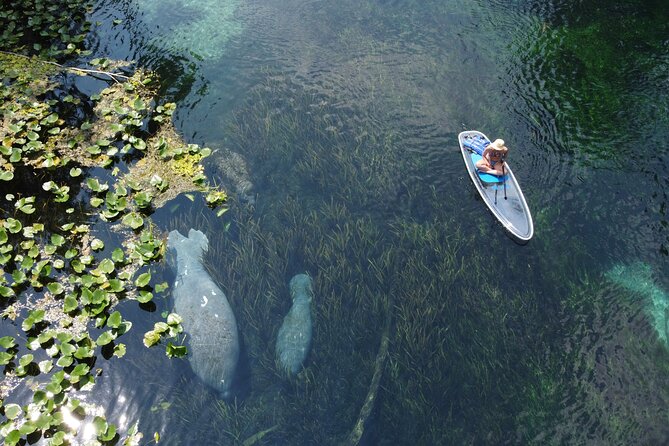 Silver Springs: Clear Kayak Wildlife Adventure - What to Expect on the Tour