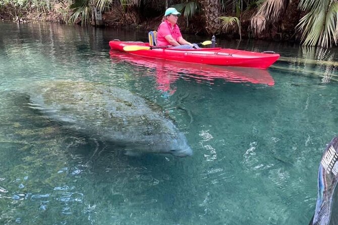 Silver Springs Clear Kayak Wildlife Experience - Preparing for the Tour