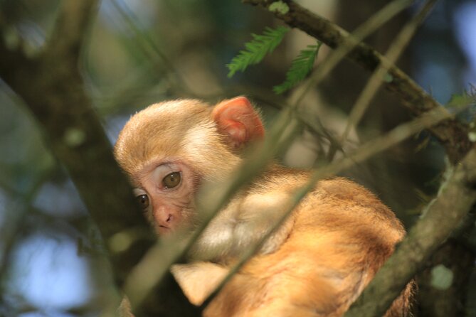 Silver Springs Manatee Kayak Tour - Key Points