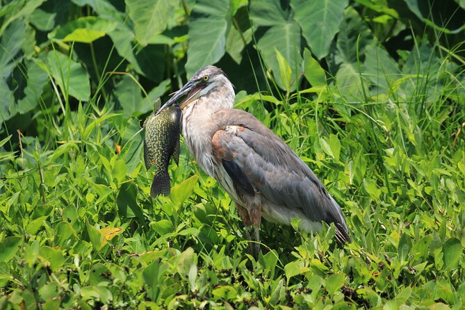 Silver Springs Manatee Kayak Tour - Maximum Participants