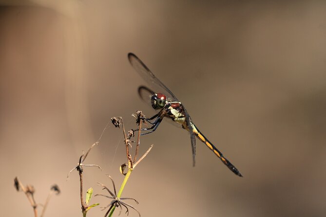 Silver Springs Manatee Kayak Tour - Highlights of the Experience