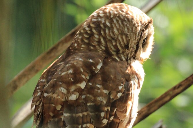 Silver Springs Manatee Kayak Tour - Tour Pricing and Cancellation Policy