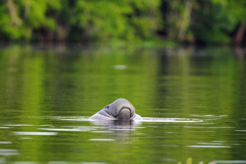 Silver Springs Manatee Kayaking Tour - Viewing Wildlife and Environment