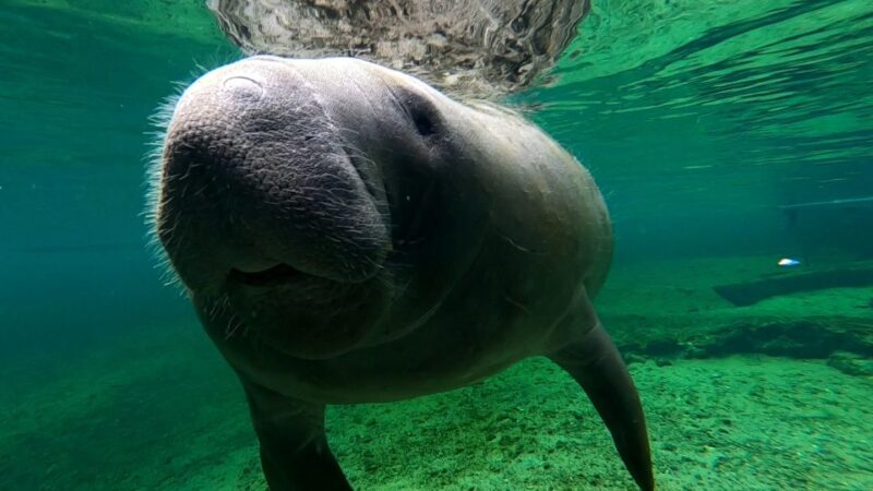 Silver Springs Manatee Kayaking Tour - Included Amenities and Recommendations