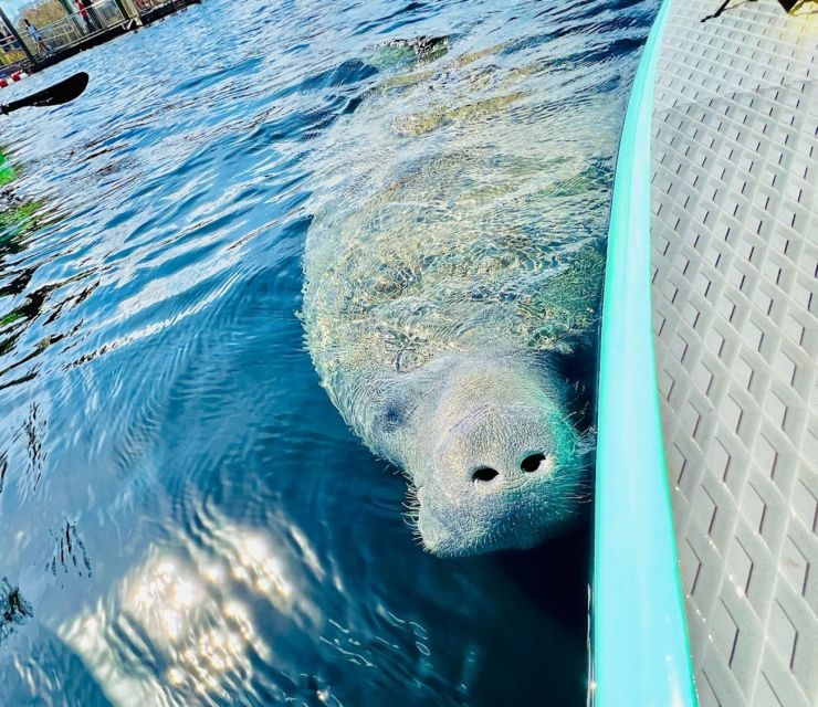 Silver Springs: Manatees and Monkeys Clear Kayak Guided Tour - Key Points