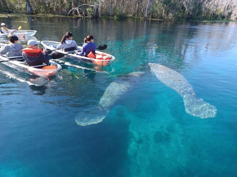 Silver Springs: Manatees and Monkeys Clear Kayak Guided Tour - Tour Experience