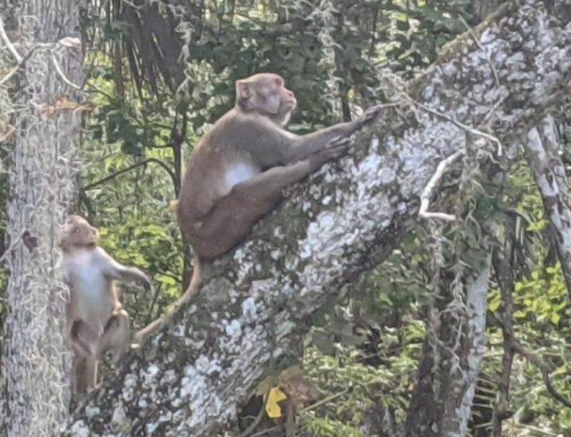 Silver Springs: Manatees and Monkeys Clear Kayak Guided Tour - Guided Experience