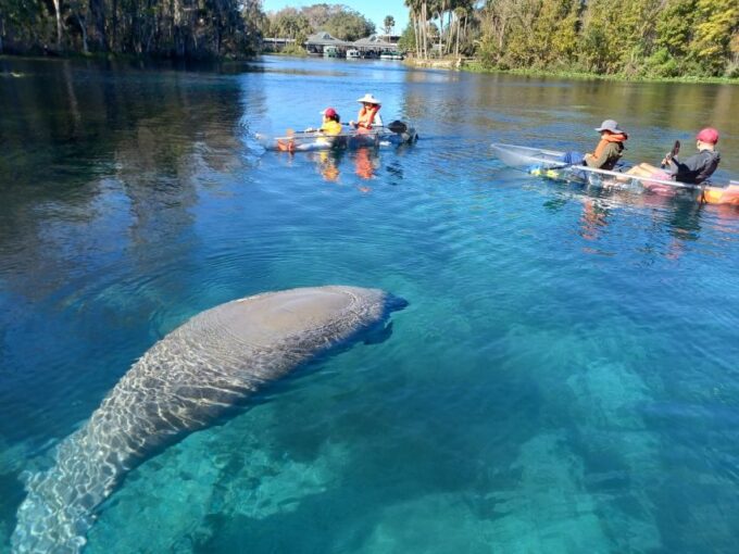 Silver Springs: Manatees and Monkeys Clear Kayak Guided Tour - Customer Feedback