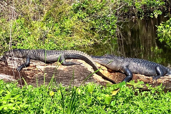 Silver Springs Premium Florida Manatee & Wildlife Experience - Key Points