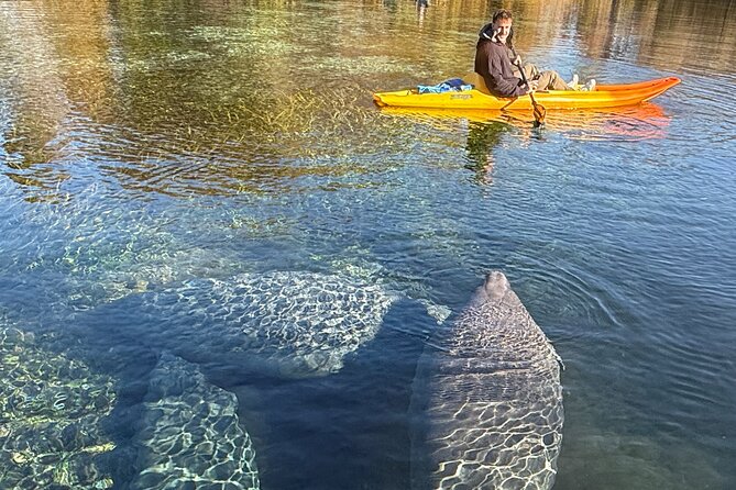 Silver Springs Premium Florida Manatee & Wildlife Experience - About the Experience