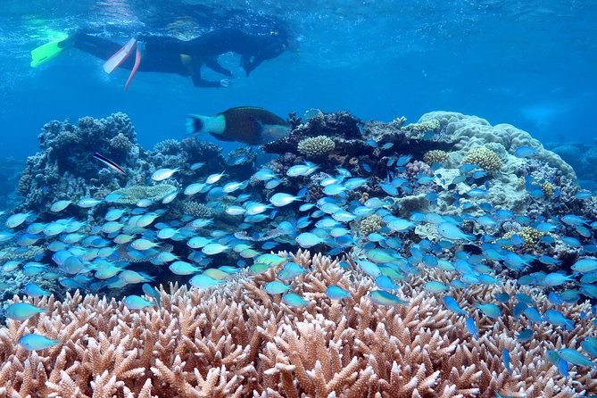 Silversonic Outer Great Barrier Reef Cruise From Port Douglas - Dining and Refreshments