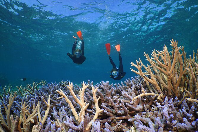 Silversonic Outer Great Barrier Reef Cruise From Port Douglas - Transportation and Pickup