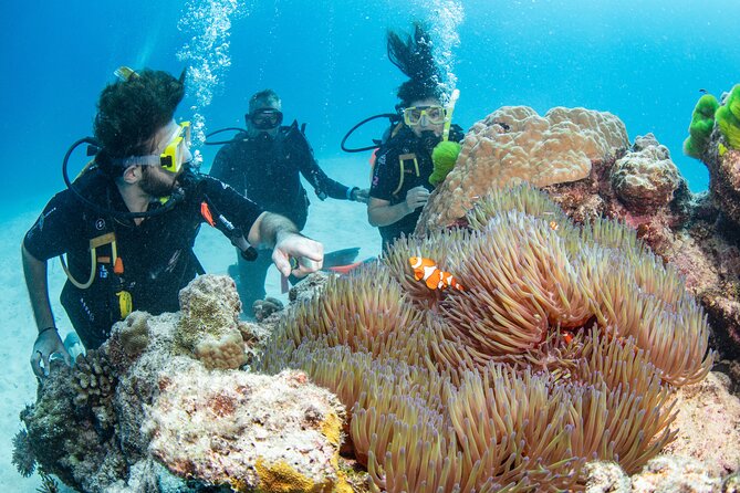 Silverswift Dive and Snorkel Great Barrier Reef Cruise - Additional Information