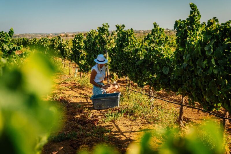 Silves: Algarve Vineyard Tour With Premium Wine Tasting - Duration and Pricing