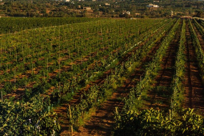 Silves: Algarve Vineyard Tour With Premium Wine Tasting - Tour Languages and Accessibility