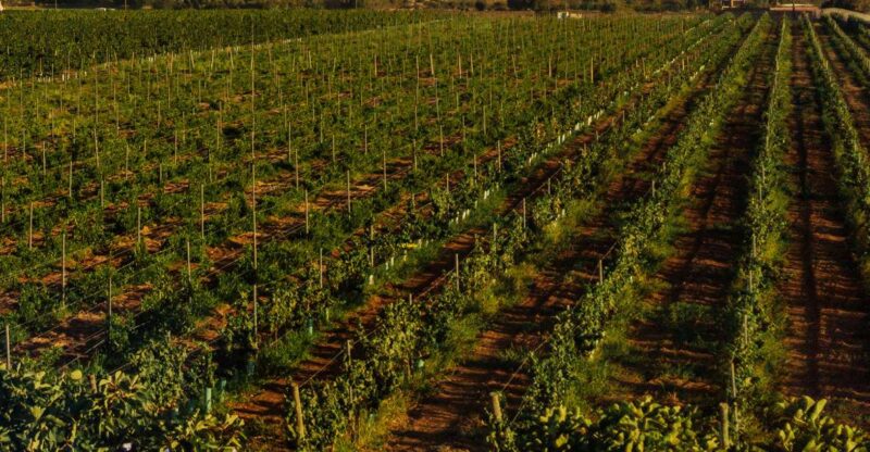 Silves: Algarve Vineyard Tour With Premium Wine Tasting - Wine Tasting and Local Pairings