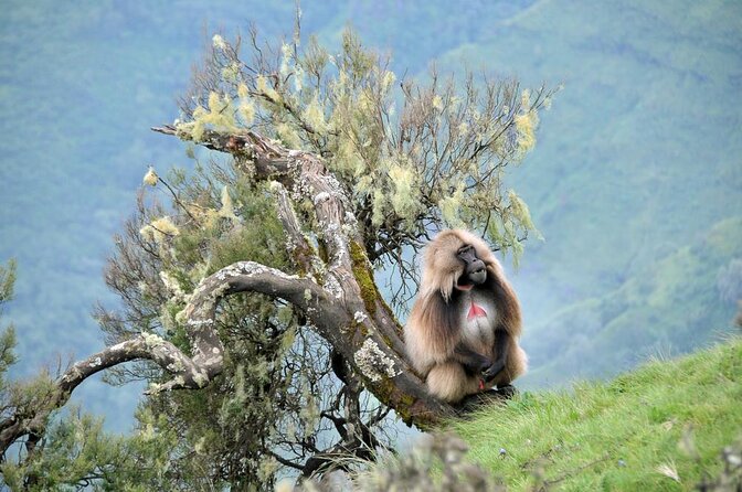 Simien Mountains – 4 Days - Overview of the Simien Mountains