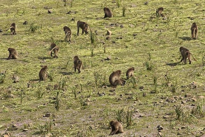 Simien Mountains – 4 Days - Health and Safety Considerations