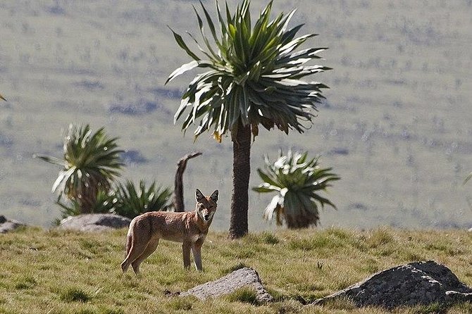 Simien Mountains – 4 Days - Questions About Your Stay