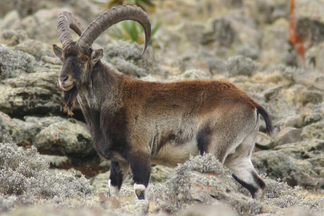 Simien Mountains National Park – 7 Day Trek - Meeting and Pickup