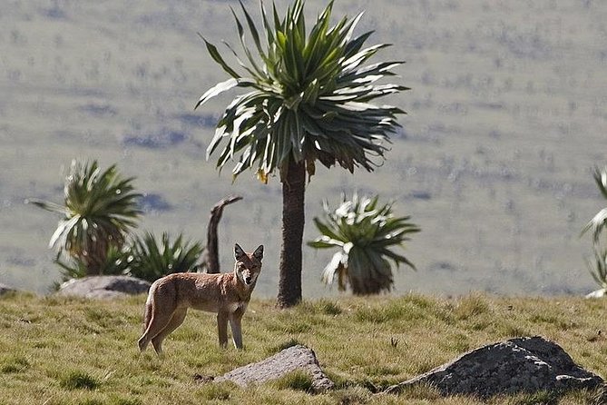 Simien Mountains National Park – 7 Day Trek - Health and Safety