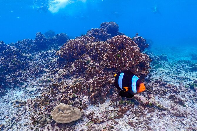Similan Islands Day Trip From Phuket by Speedboat - Relaxing on White Sand Beaches
