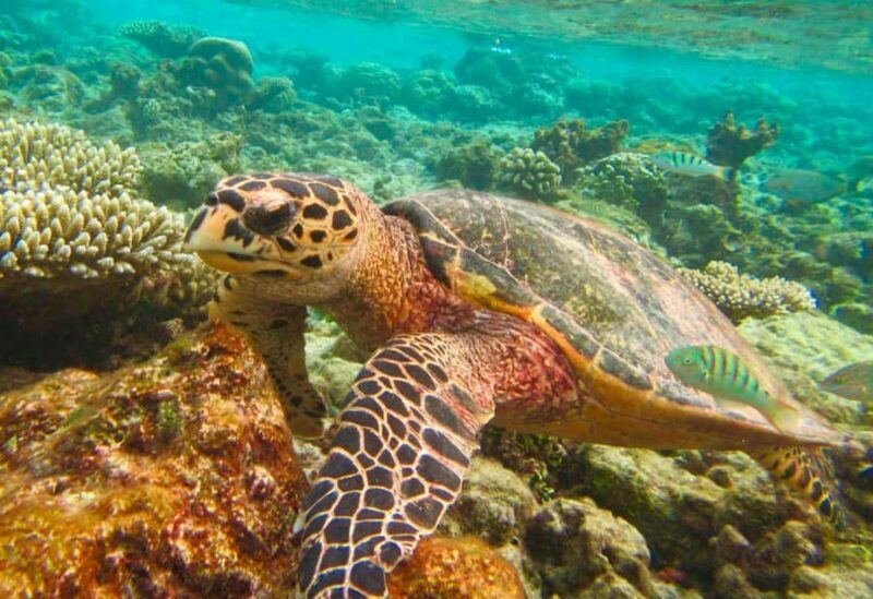 Similan Islands Early-Bird Tour From Phuket and Khao Lak! - Who Is This Tour Best For?