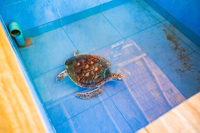 Similan Islands Snorkeling Tour By Speed Catamaran From Khao Lak - High-Speed Catamaran Exploration