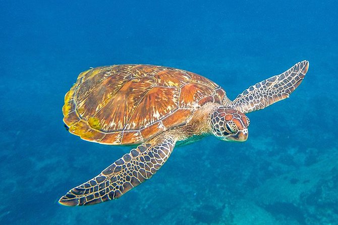 Similan Islands Snorkeling VIP Tour From Khao Lak - Meeting and Pickup