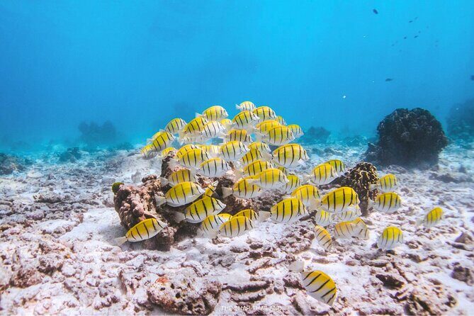 Similan Islands Tour by Speed Catamaran with Snorkeling and Meals - Practical Details You Need to Know