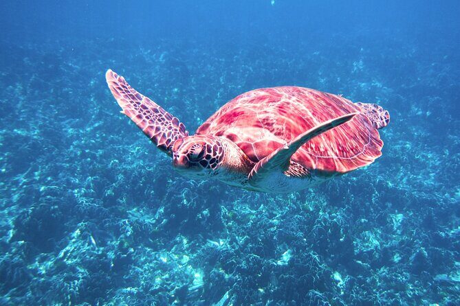 Similan Islands Tour by Speed Catamaran with Snorkeling and Meals - Final Thoughts