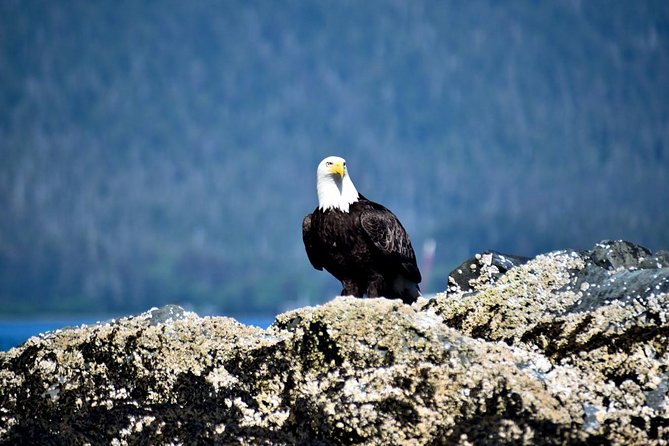 Simply Amazing Sitka Tour: Fortress of the Bear, Alaska Raptor, & Totems - Meeting and Pickup