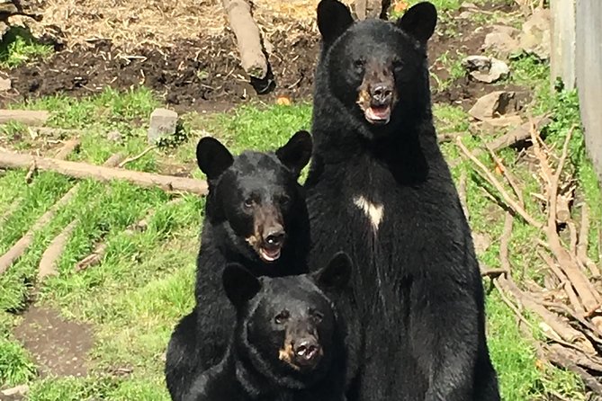 Simply Amazing Sitka Tour: Fortress of the Bear, Alaska Raptor, & Totems - Tour Details