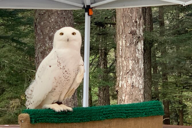 Simply Amazing Sitka Tour: Fortress of the Bear, Alaska Raptor, & Totems - Fortress of the Bear