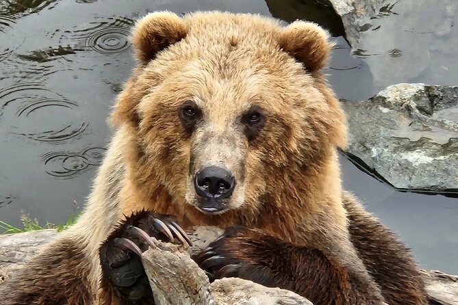 Simply Amazing Sitka Tour: Fortress of the Bear, Alaska Raptor, & Totems - Alaska Raptor Center