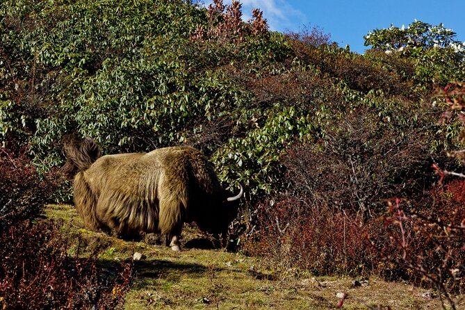 Singalila Ridge Trek, Darjeeling - Preparing for the Trek