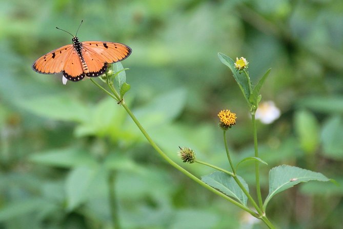 Singapore - Bike Adventure Beyond the Concrete Jungle - Itinerary and Highlights