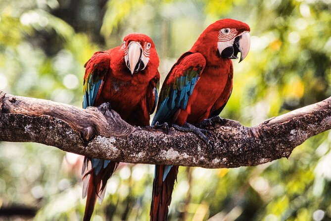 Singapore Bird Paradise & Zoo Full Day (Ticket & Transfer ) - Unique Animal Viewing Features
