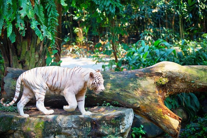 Singapore Bird Paradise & Zoo Full Day (Ticket & Transfer ) - Convenient Transportation Arrangements
