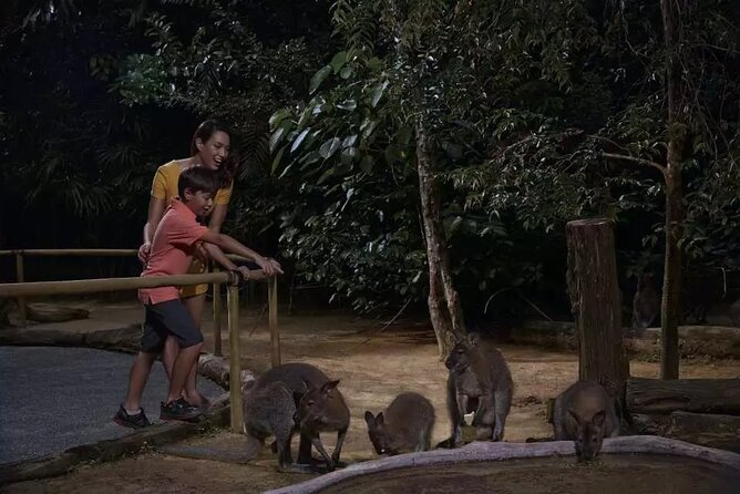 Singapore Night Safari Admission With Tram Ride - Schedule and Operating Hours