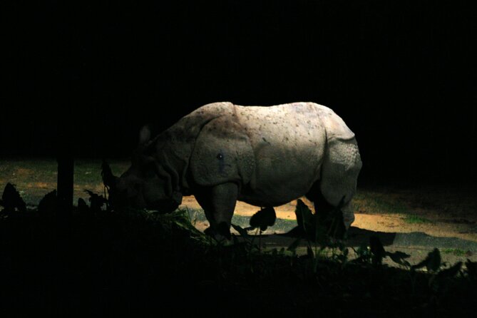 Singapore Night Safari Admission With Tram Ride - What to Expect on the Tram Ride
