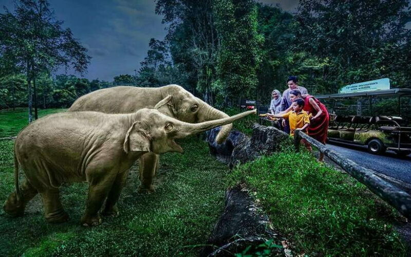 Singapore: Night Safari Singapore w/ Tram - What to Expect from the Safari Trails