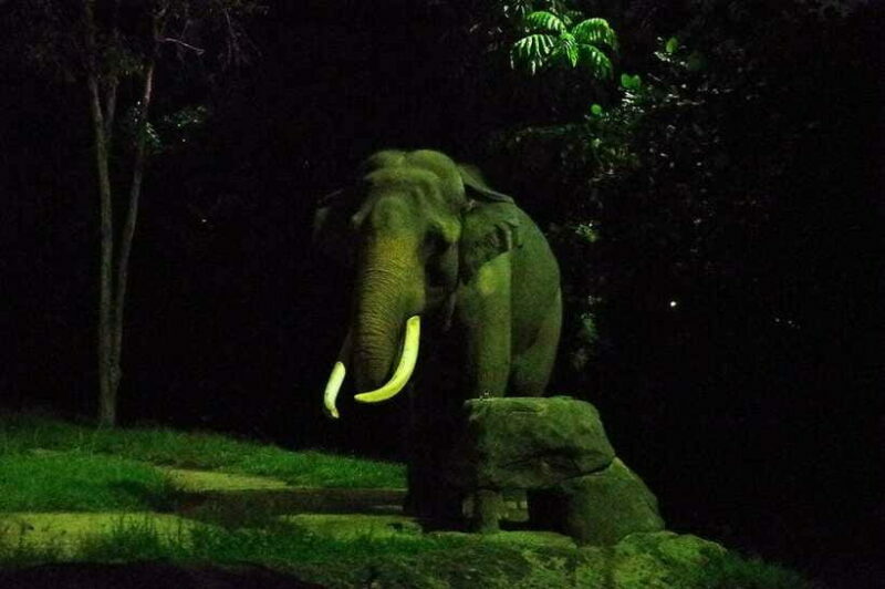 Singapore: Night Safari Singapore w/ Tram - Frequently Asked Questions