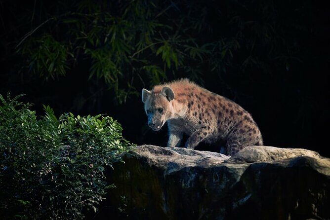 Singapore Night Safari Ticket Experience - Value for Money