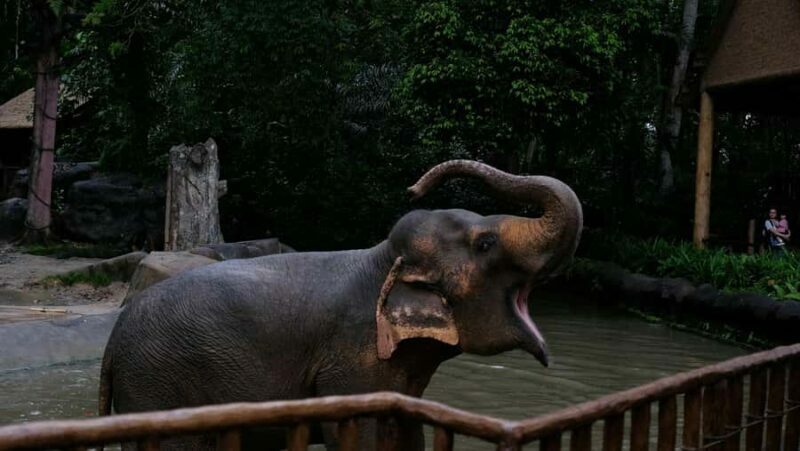 Singapore: Night Safari with Tram Ride and Private Transfer - Key Points