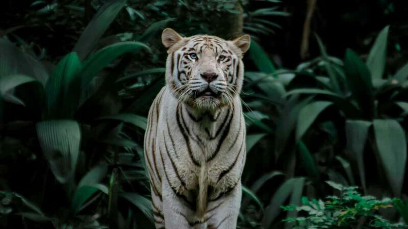 Singapore: Night Safari with Tram Ride and Private Transfer - What to Expect from Your Night Safari Experience
